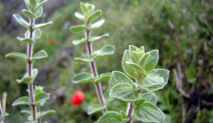 Residues in the Kitchen, or The Flavour of Home(sickness)