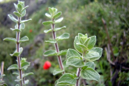 Residues in the Kitchen, or The Flavour of Home(sickness)